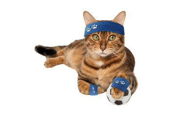 The cat is a fitness trainer, a sports cat with dumbbells and a ball