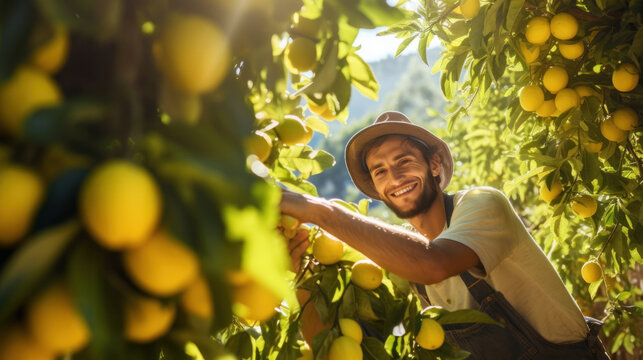 Smiling young man farmer harvesting, picking lemons in the orchard