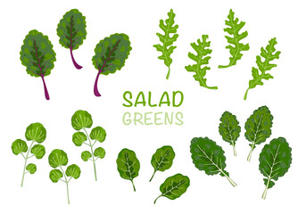 Vector illustration set of green salad icons watercress, baby kale, spinach, arugula, and chard. Cartoon vector set of illustrations of lettuce leaves, white background.
