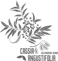 Alexandrian senna vector silhouette. Medicinal Cassia angustifolia plant outline. Set of Cassia angustifolia flowers leafs fruits in Line for pharmaceuticals. Contour drawing of medicinal herbs