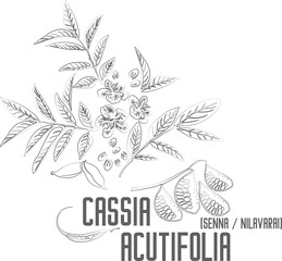 Fototapeta premium Senna, Sennas, Nilavarai vector contour. Cassia acutifolia plant outline. Set of Cassia acutifolia leafs flowers pods fruits in Line for pharmaceuticals. Contour drawing of medicinal herbs