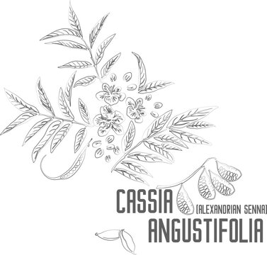 Alexandrian senna vector contour. Cassia angustifolia plant outline. Set of Cassia angustifolia fruits  leafs flowers pods in Line for pharmaceuticals. Contour drawing of medicinal herbs