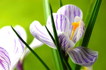 Closeup purple crocus flowers on natural green background