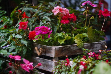 Fototapeta na wymiar Different pink flowers in a wooden box. Garden show.