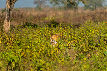 wild female bengal tiger or panthera tigris with spotted deer or chital kill neck in jaws mouth...