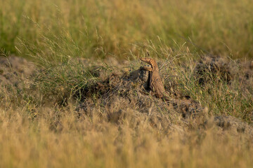 monitor lizard or bengal monitor or common indian monitor or varanus bengalensis full length on mound basking in winter sunlight in grassland in outdoor wildlife safari at forest of central india