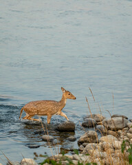 wild female spotted deer or chital or axis deer crossing ramganga river blue water in winter season during safari at dhikala jim corbett national park terai forest tiger reserve uttarakhand india asia