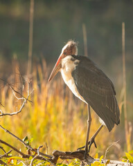 Lesser adjutant stork or Leptoptilos javanicus large wading bird in natural winter season morning light and shadow effect at bandhavgarh national park forest madhya pradesh india asia