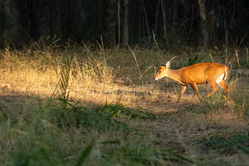 side profile of barking deer muntjac or Indian muntjac or red muntjac or Muntiacus muntjak an...