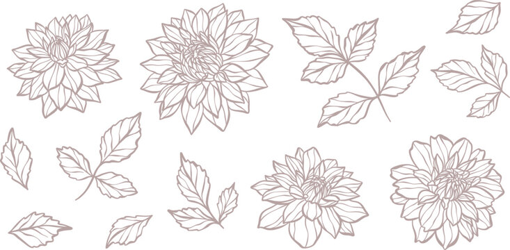Hand drawn botanical vector dahlia illustration set with leaves and flowers, blooming flower head line art design.