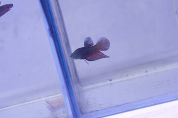 There are numerous fishes underwater.