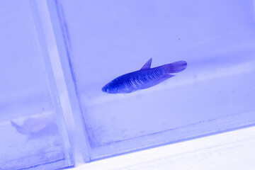 There are numerous fishes underwater.
