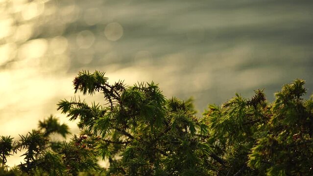 Close-up pan of needles on juniper branches with low sun in background overs calm sea Juniperus sp,