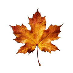 Fototapeta premium Autumn dry maple leaf isolated on white