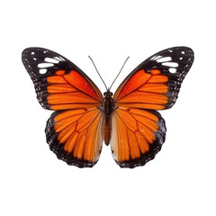 Big yellow/orange butterfly isolated on white background