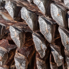 Pine cone close up, strobilus or cone, macro