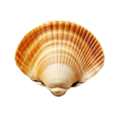 Obraz premium sea clam shell isolated on white background