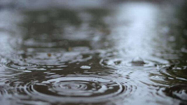 Droplets fall leisurely into a puddle, forming bubbles; water mirrors the surrounding trees and sky. Fall rain essence.