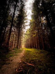 Obraz premium morning in the forest