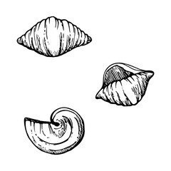 Hand drawn vector ink illustration. Types of pasta Italian cuisine conchiglie, orecchiette. Set of single object elements isolated on white. For restaurant, menu, food shop and package, flyer, print.