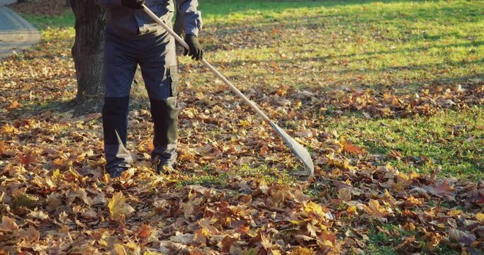 Close up of male janitor in uniform and gloves using gardening rake for removing dry leaves at city park. Competent gardener maintaining city area during fall season.