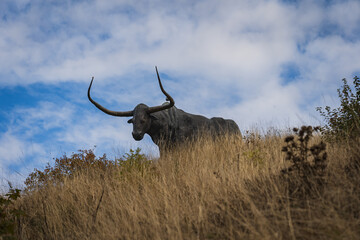 Bull statue on the mountain near Rakvere Castle.