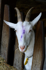 The head of the white goat behind the fence. One farm animal is eating