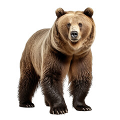 Obraz premium Bear isolated on transparent background generative ai