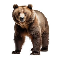 Fototapeta premium Bear isolated on transparent background generative ai