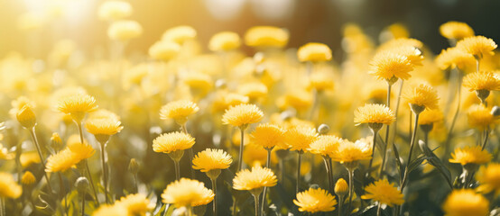 field of yellow flowers