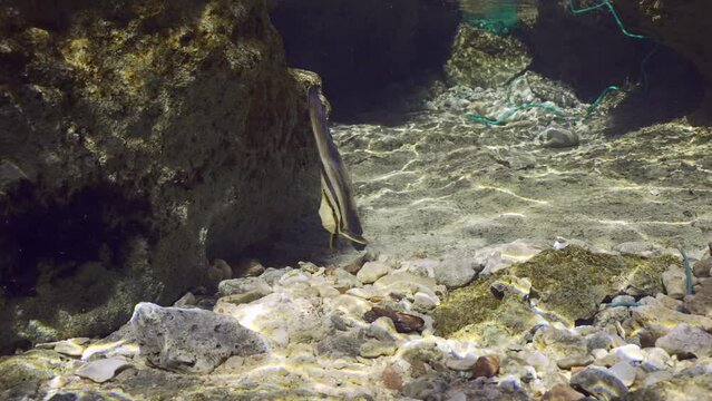 Baby Bat fish swims among rocks in shallow water in sunrays, Slow motion. Juvenile Batfish (Platax orbicularis) swimming near rocky shore on sunny day under bright sunbeams