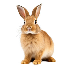 Obraz premium Rabbit isolated on transparent background generative ai 