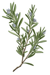 Rosemary branch with flower, illustration on a transparent background