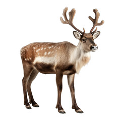Reindeer isolated on transparent background generative ai 
