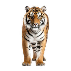 Fototapeta premium Tiger isolated on transparent background generative ai 