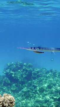 Vertical video, Sea pike swims over coral reef at cleaning station on sunny day, Slow motion. Needlefish or Garfish floats with opens mouth, cleaner fish clean them of parasites in blue water 