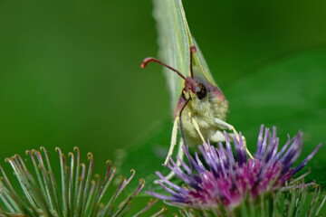 Citron - Gonepteryx rhamni - lépidoptères