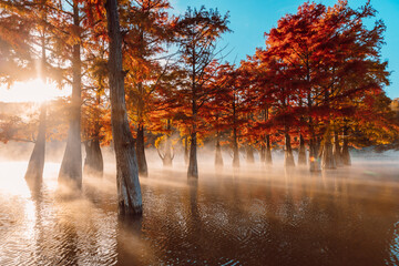 Taxodium distichum with fall needles and sunshine. Autumnal swamp cypresses and lake with...