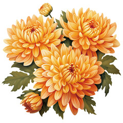 chrysanthemum illustration - obrazy, fototapety, plakaty