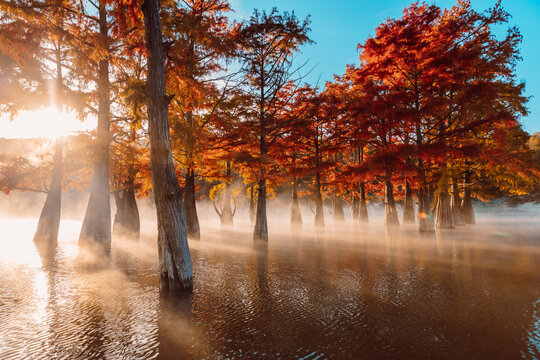 Taxodium distichum with fall needles and sunshine. Autumnal swamp cypresses and lake with reflection.