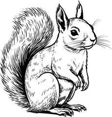 Squirrel sitting silhouette in black color. Laser cutting eps10 vector template.