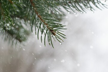 Winter scene with spruce tree within a rainfall. Winter without snow . Global warming concept.