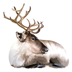 watercolor deer illustration