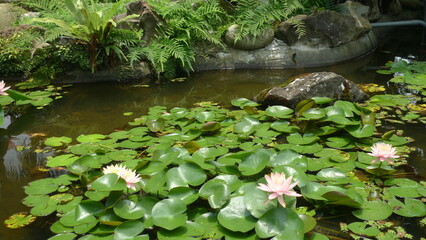 Tranquil Pond with Blooming Lotus Flowers