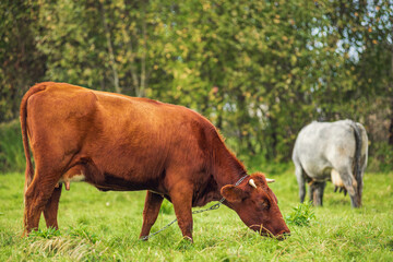 cows in the field