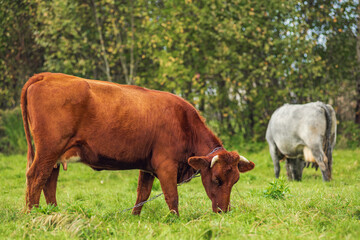 cows in the field