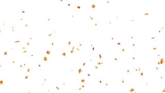 Autumn Leaves. Autumn Leaf Particles. With Alpha Matte Channel