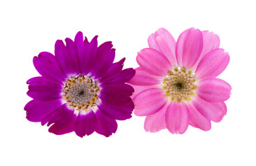 cineraria flowers isolated