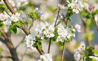 apple tree flowers on a tree in spring