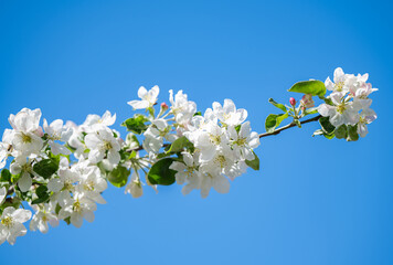 apple tree flowers on a tree in spring